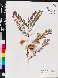 Sesbania vesicaria image