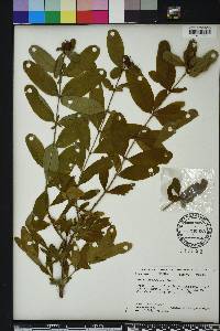 Hypericum frondosum image