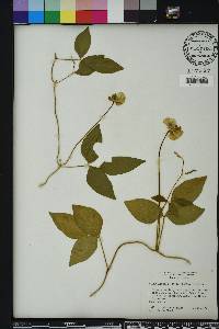 Vigna luteola image