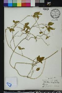 Vigna luteola image