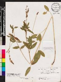 Orbexilum pedunculatum image