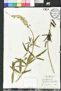 Crotalaria lanceolata image