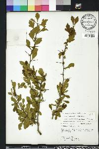 Crataegus spathulata image