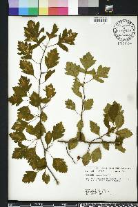 Crataegus pulcherrima image