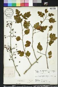 Crataegus viridis image