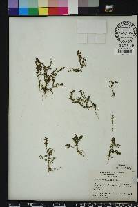 Pilea microphylla image