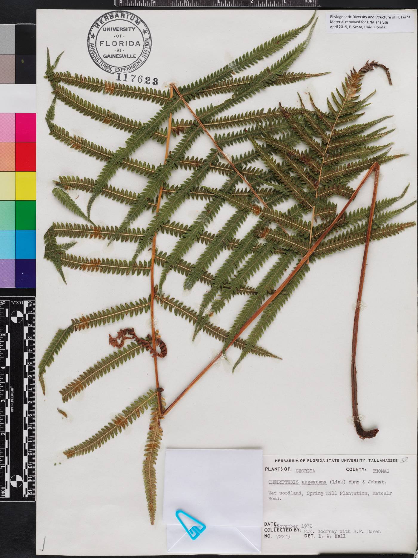 Thelypteris augescens image