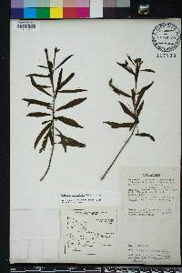 Ludwigia octovalvis image