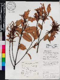 Castanopsis acuminatissima image