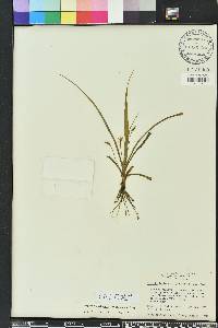 Hypoxis curtissii image