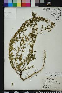 Chamaesyce hyssopifolia image