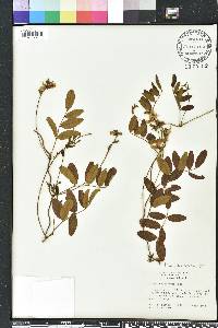 Galactia elliottii image