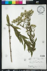 Eupatorium altissimum image