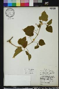 Ampelopsis cordata image