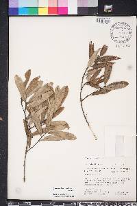 Quercus pumila image