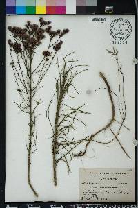Vernonia angustifolia image