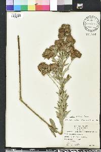 Lespedeza capitata image