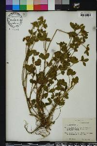 Trifolium arvense image