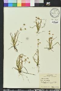 Juncus repens image