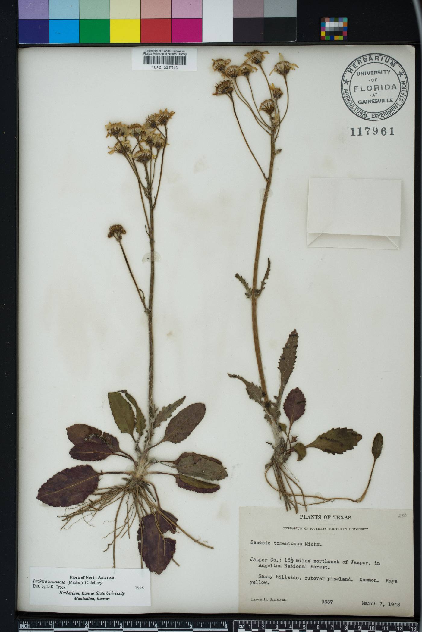 Packera tomentosa image