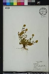 Polygala lutea image