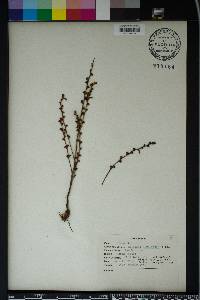 Epifagus virginiana image