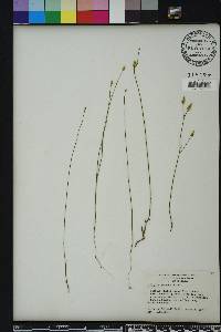 Polygala setacea image