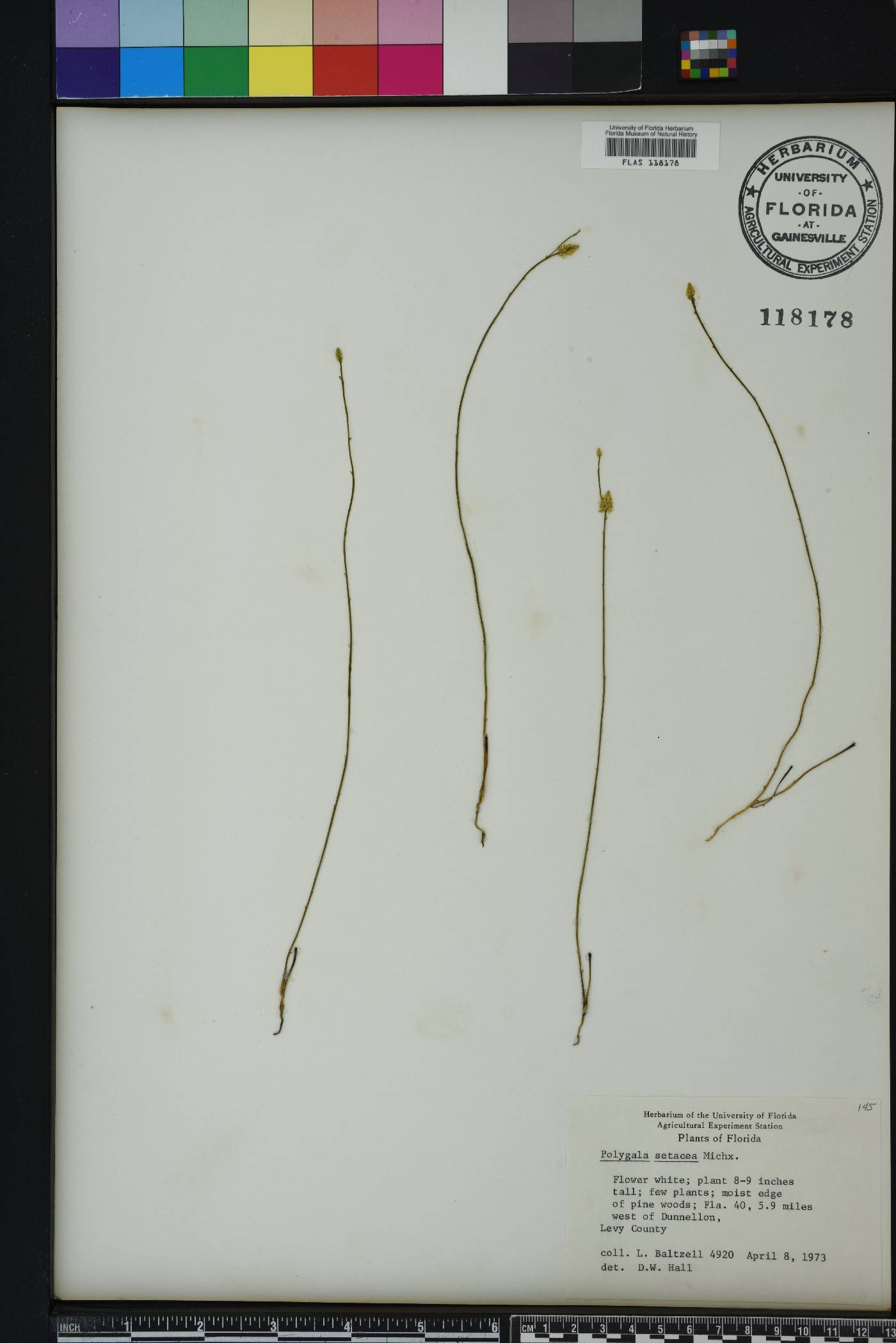 Polygala setacea image