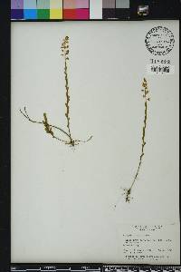 Polygala crenata image