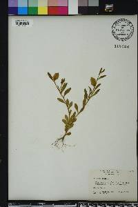 Polygala lutea image