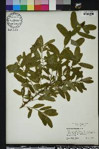 Hypericum frondosum image