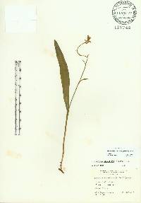 Platanthera clavellata image