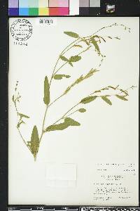 Alysicarpus ovalifolius image