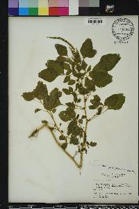 Amaranthus blitum image