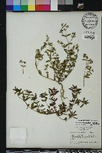 Chamaesyce hyssopifolia image