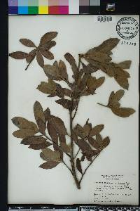 Conocarpus erectus image