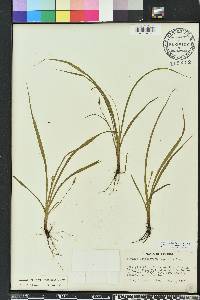 Hypoxis curtissii image