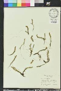 Mayaca fluviatilis image