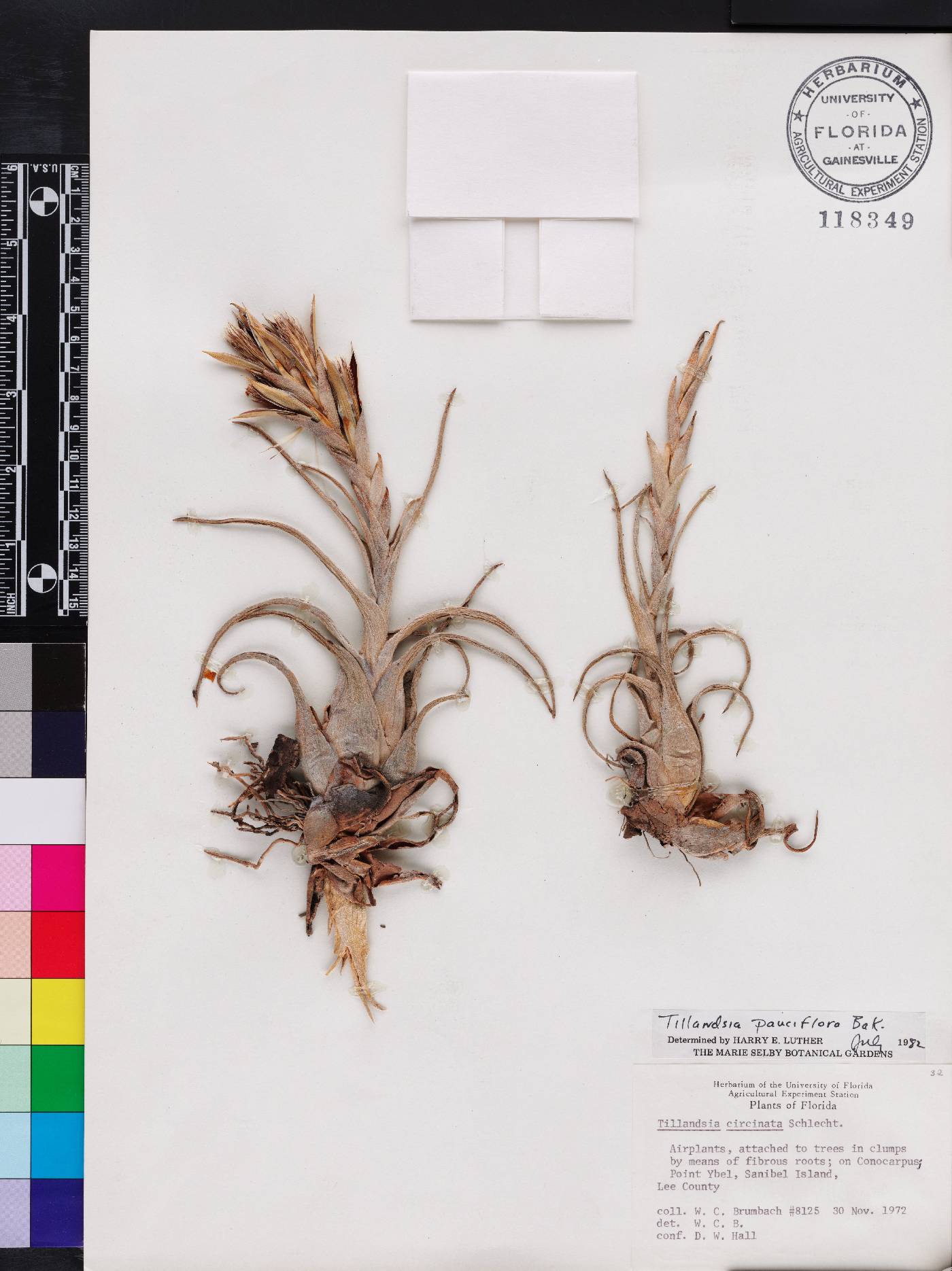 Tillandsia paucifolia image