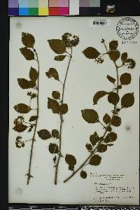 Pisonia aculeata image