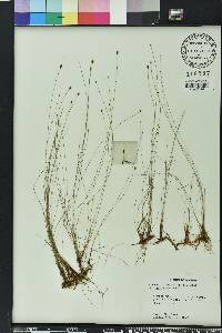 Eleocharis tenuis image
