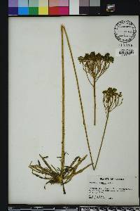 Polygala cymosa image