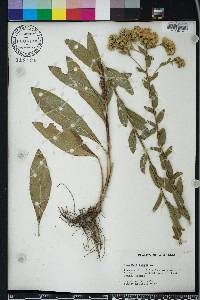 Solidago rigida image