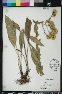 Solidago rigida image