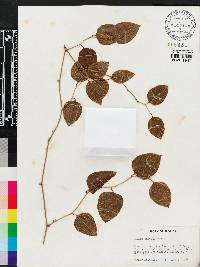 Smilax walteri image