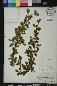 Sideroxylon reclinatum subsp. reclinatum image