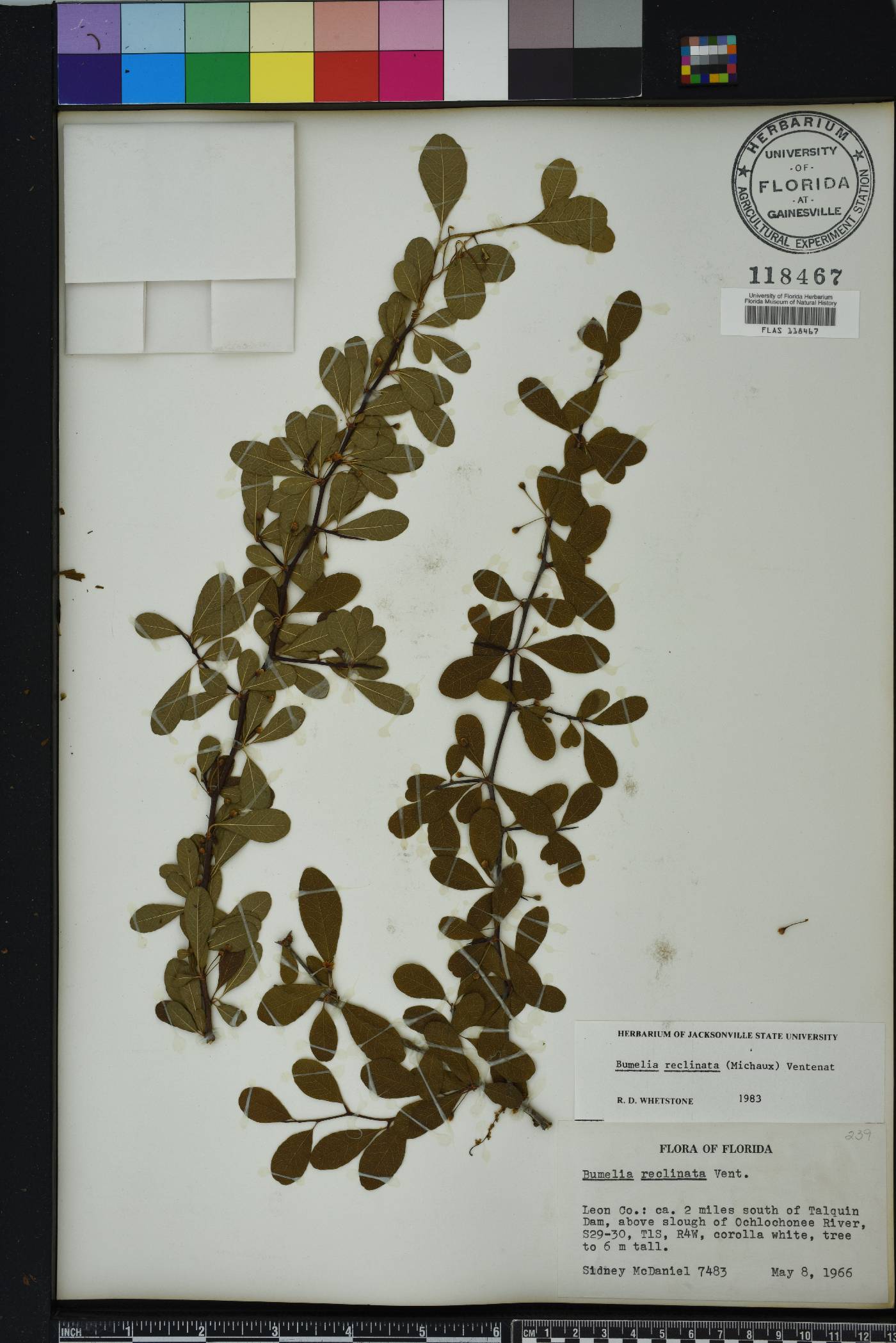 Sideroxylon reclinatum image