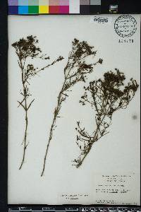 Stenaria nigricans image