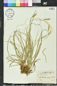 Carex cherokeensis image