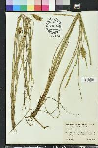 Carex bullata image